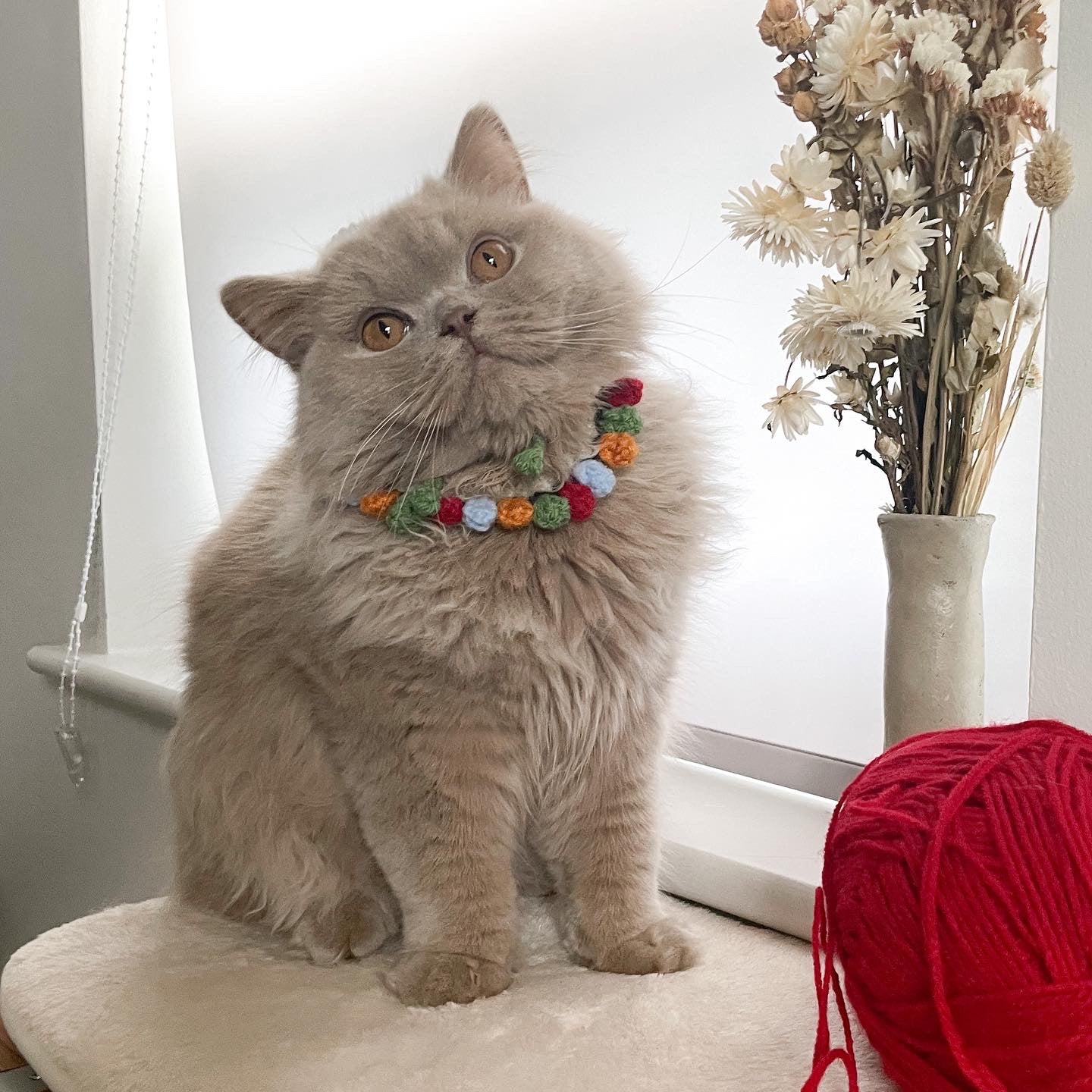 •Pet Crochet Collar - Christmas Lights💡